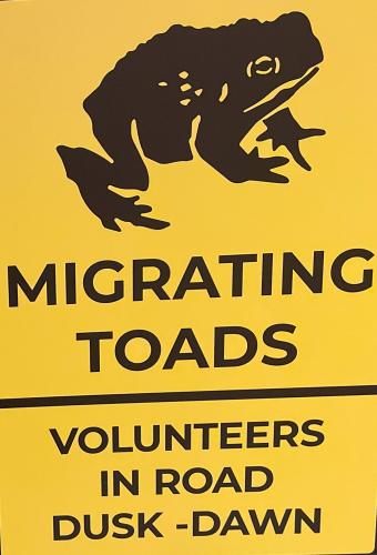 The Great Toad Migration