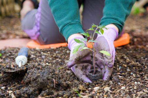 CHORLEY BC TREE GIVEAWAY